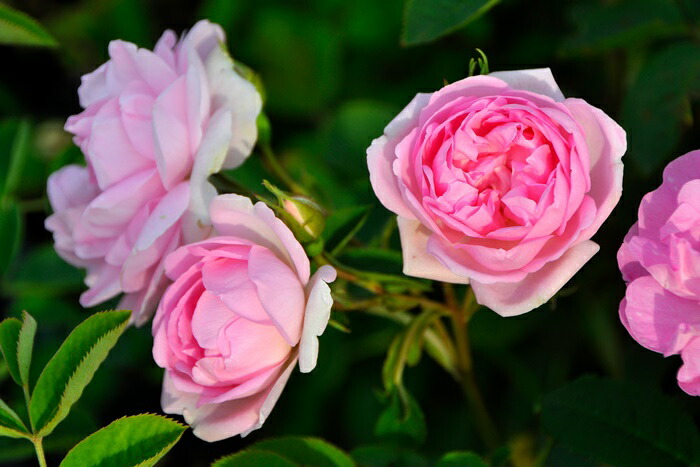 楽天市場】【大苗】バラ苗 セレッシャル【セレスティアル】 国産苗 6号