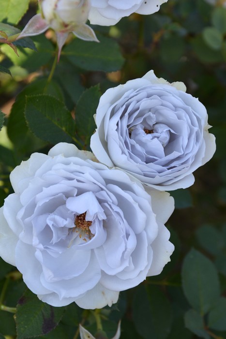 楽天市場】バラ苗【中苗】ポルトブルー 国産苗 6号鉢植え品［農林水産