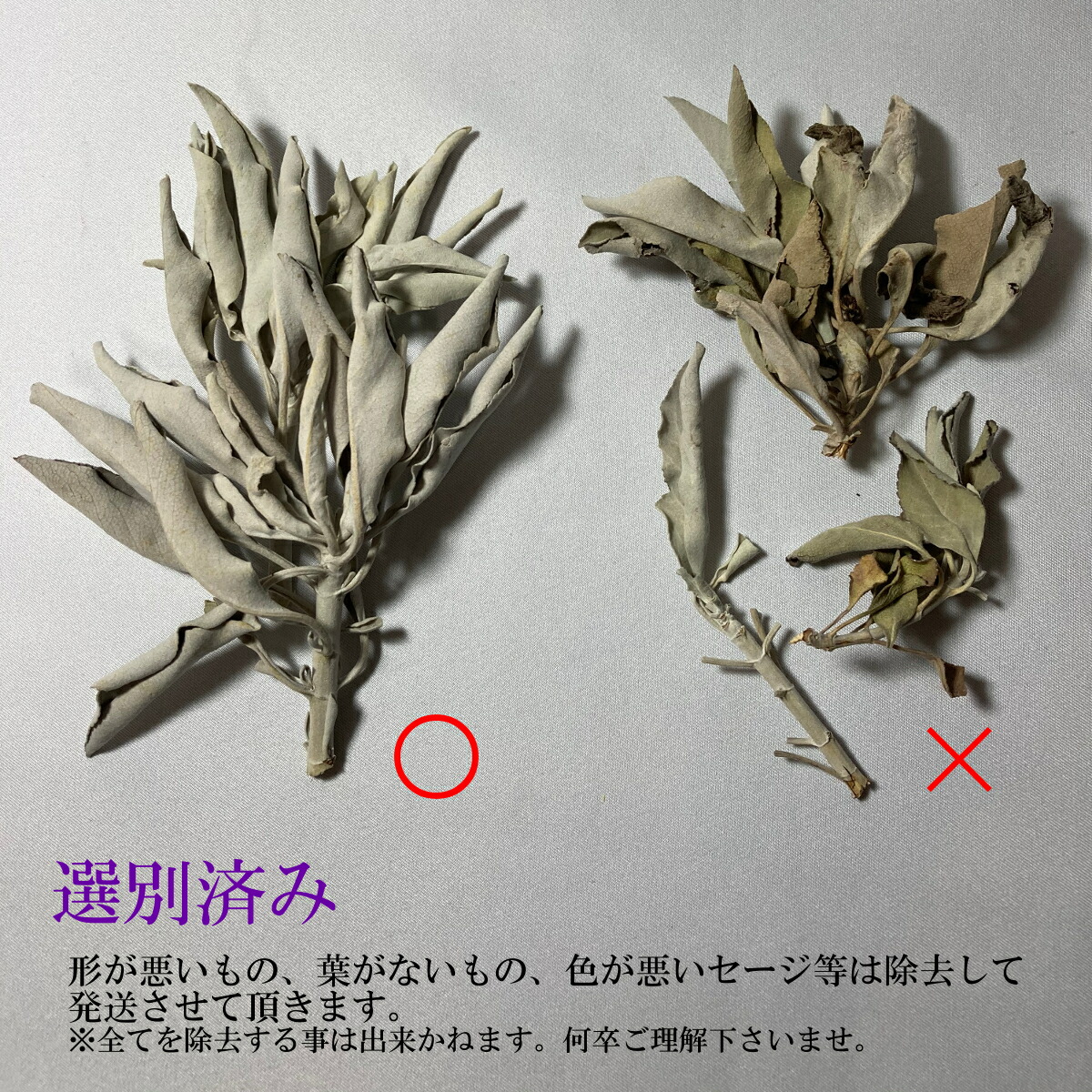 楽天市場】2025年12月下旬収穫 高品質 オーガニック ホワイトセージ