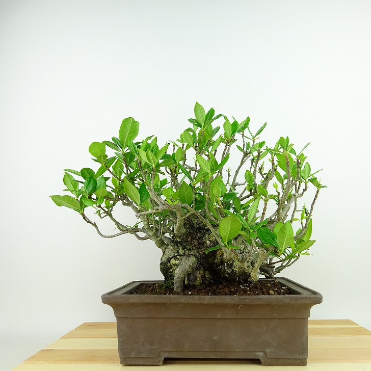楽天市場】盆栽 梔子 樹高 約20cm くちなし Gardenia jasminoides