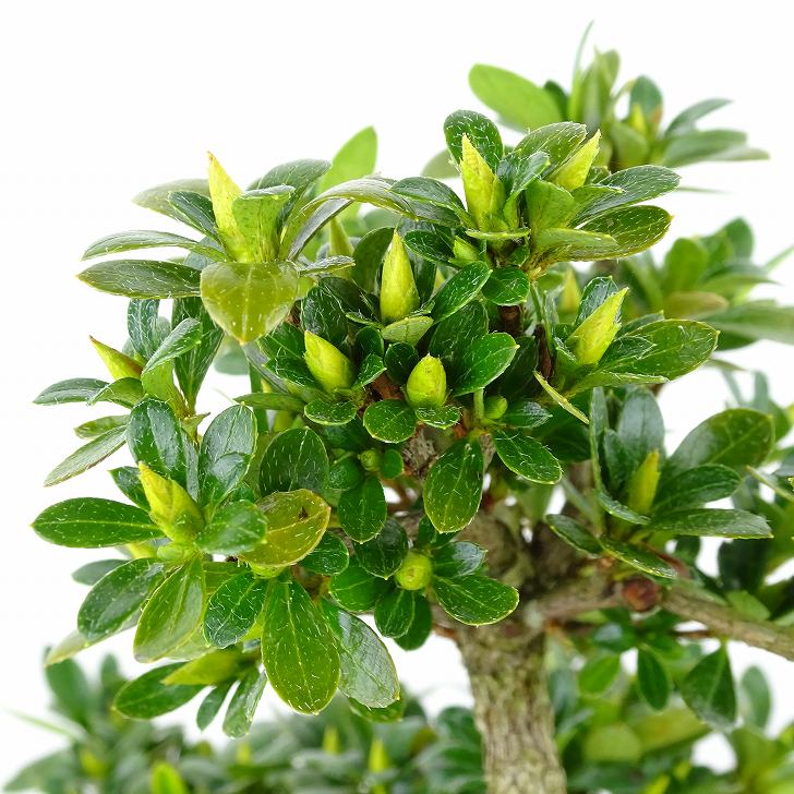 楽天市場】盆栽 皐月 明美の月 樹高 約19cm さつき Rhododendron