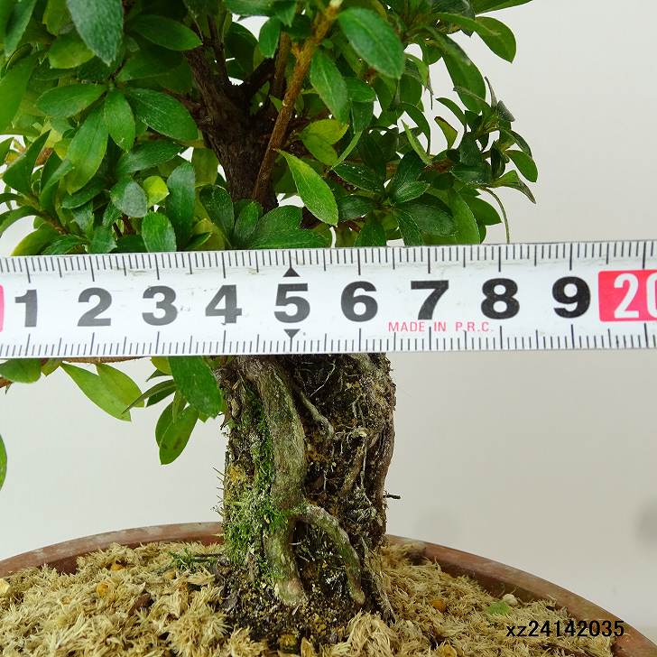 楽天市場】盆栽 皐月 明美の月 樹高 約17cm さつき Rhododendron