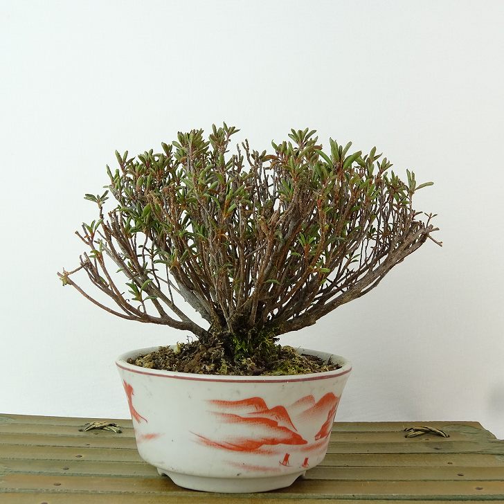 楽天市場】盆栽 皐月 早乙女 樹高 約10cm さつき Rhododendron indicum