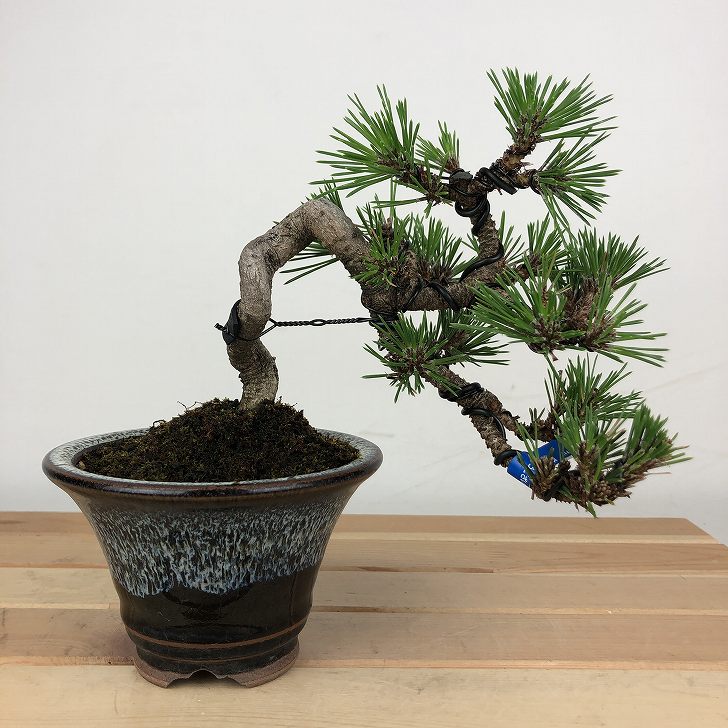 楽天市場】盆栽 松 黒松 千寿丸樹高 約13cm くろまつ Pinus thunbergii