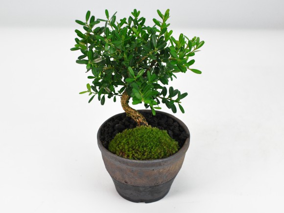 楽天市場】盆栽 ミニ盆栽 台湾ツゲ 黄楊 柘植 鉢植え 室内鑑賞 卓上