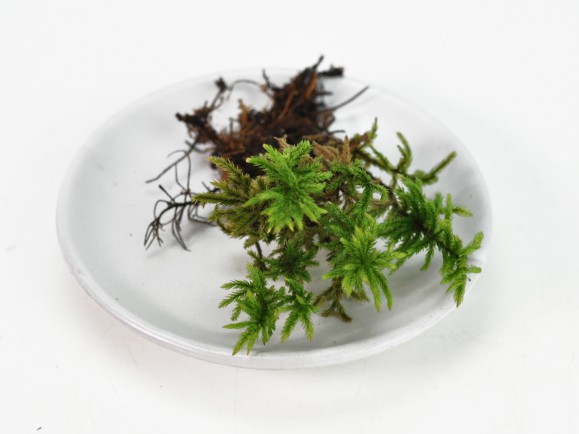 楽天市場】苔 高野万年草(コウヤノマンネングサ)パック こうやのまん