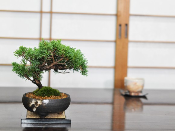 楽天市場】盆栽 真柏 紀州真柏 ミニ盆栽 松柏 初心者 室内鑑賞 趣味