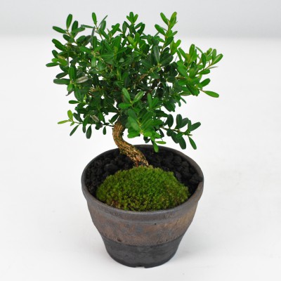 楽天市場】盆栽 ミニ盆栽 台湾ツゲ 黄楊 柘植 鉢植え 室内鑑賞 卓上