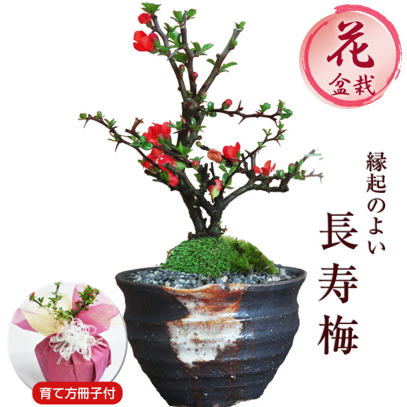 楽天市場】母の日 盆栽 長寿梅 信楽焼つぼ鉢 ミニ盆栽 初心者 室内