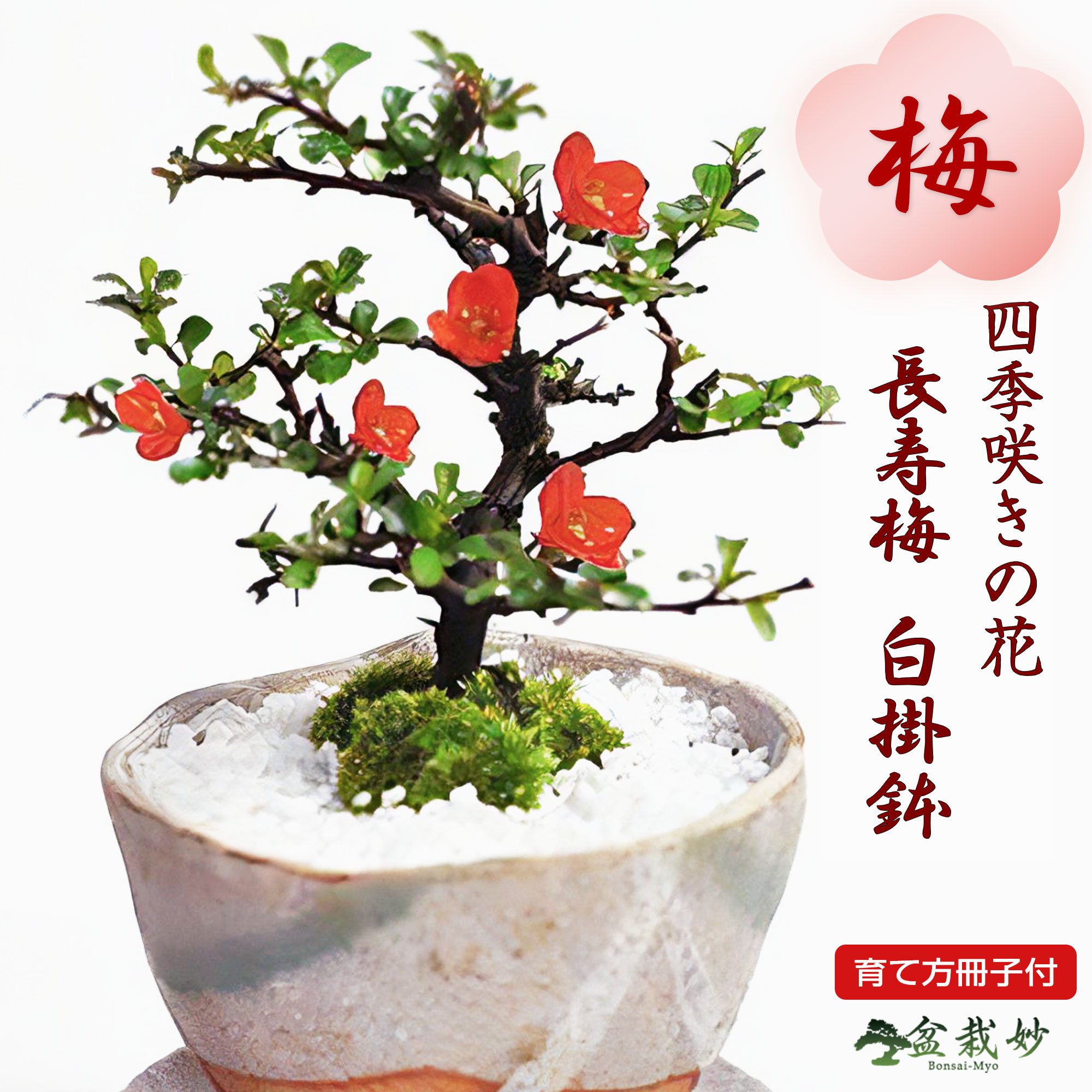 楽天市場】母の日 ミニ盆栽 長寿梅 ちょうじゅばい 信楽焼祝い鉢