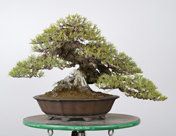 楽天市場】盆栽道具 盆栽作業台 「油圧式回転作業台Green-T 丸型プラス