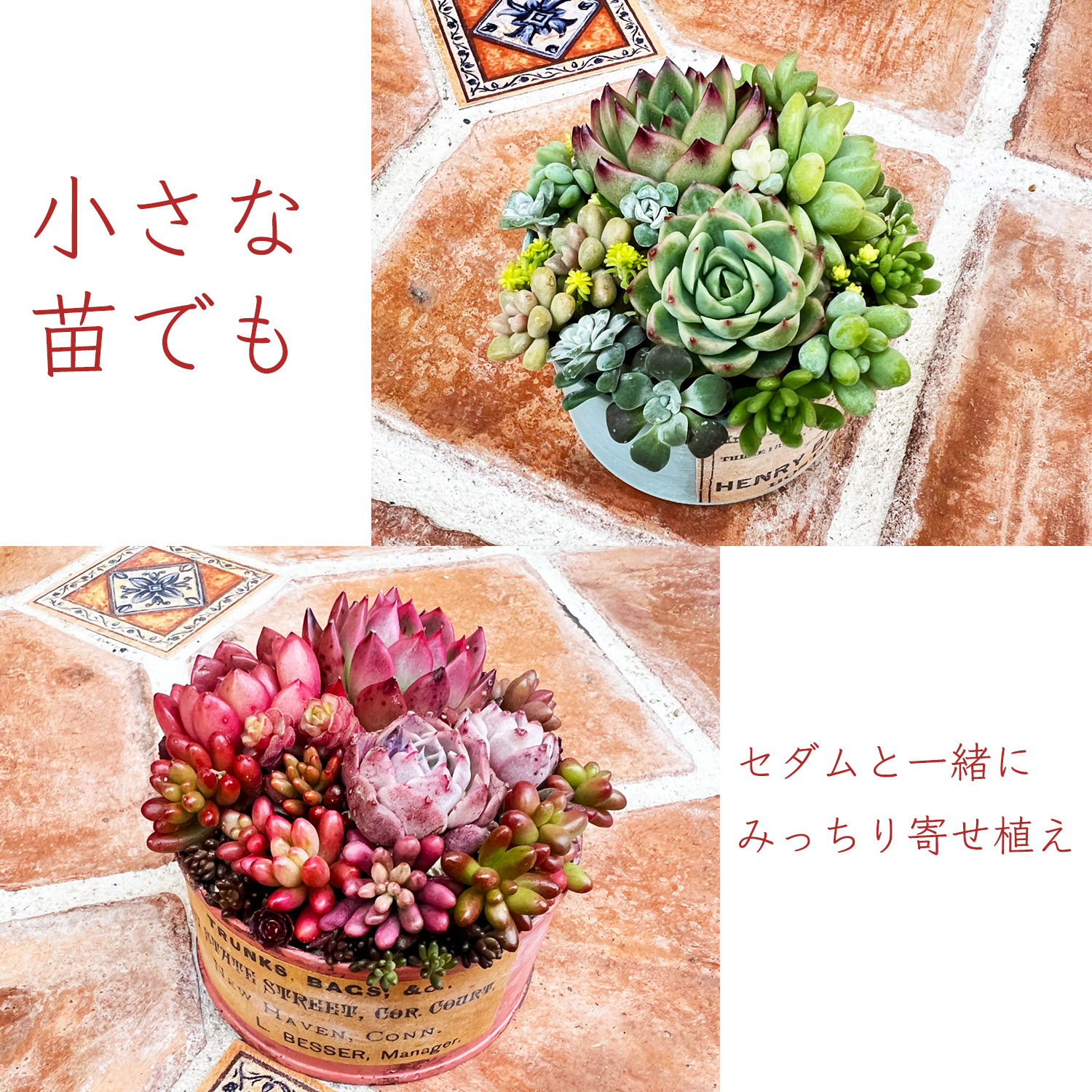 楽天市場】エケベリア セット 多肉植物 プラグトレー苗 「発根済み10苗