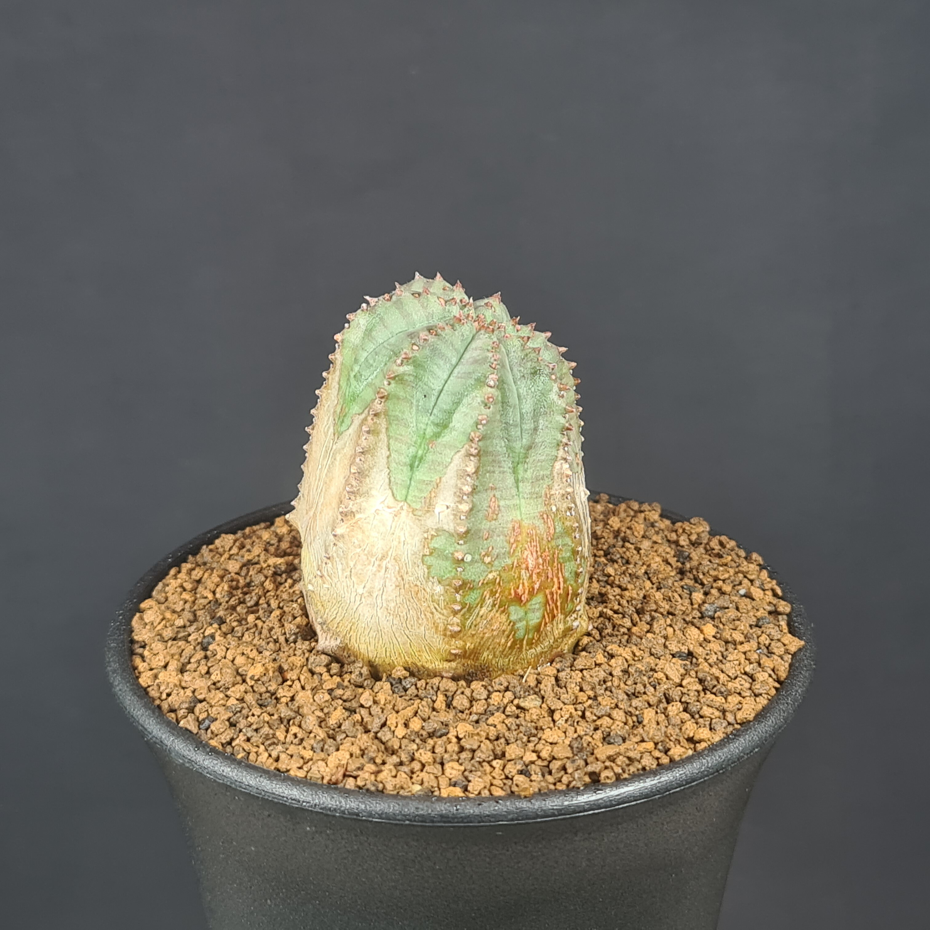 楽天市場】ユーフォルビア・オベサブロウ 9cm鉢 カクタス長田