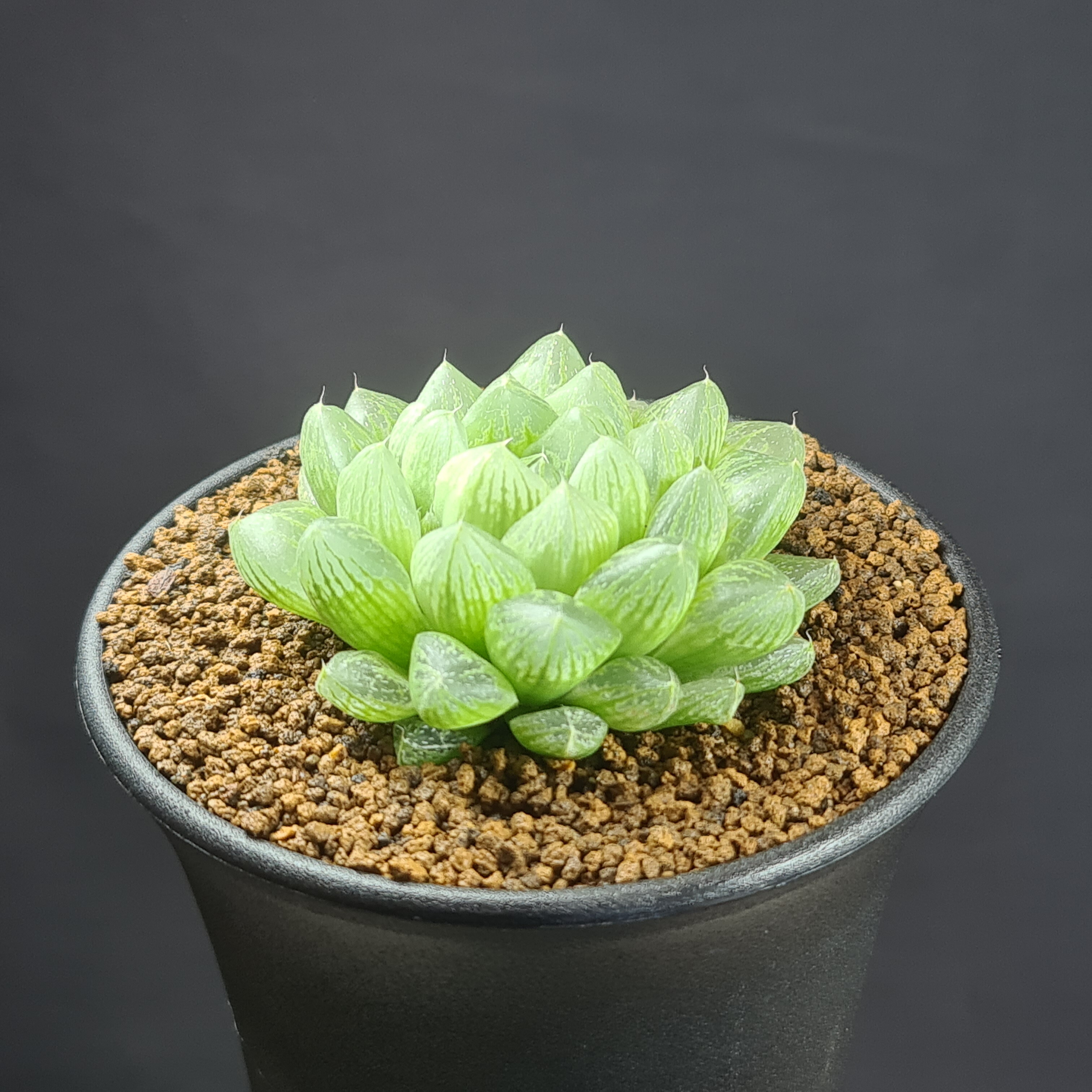 ハオルチア ハオルチア クリスタルCR-1、紫オブツーサ、オブツーサ錦