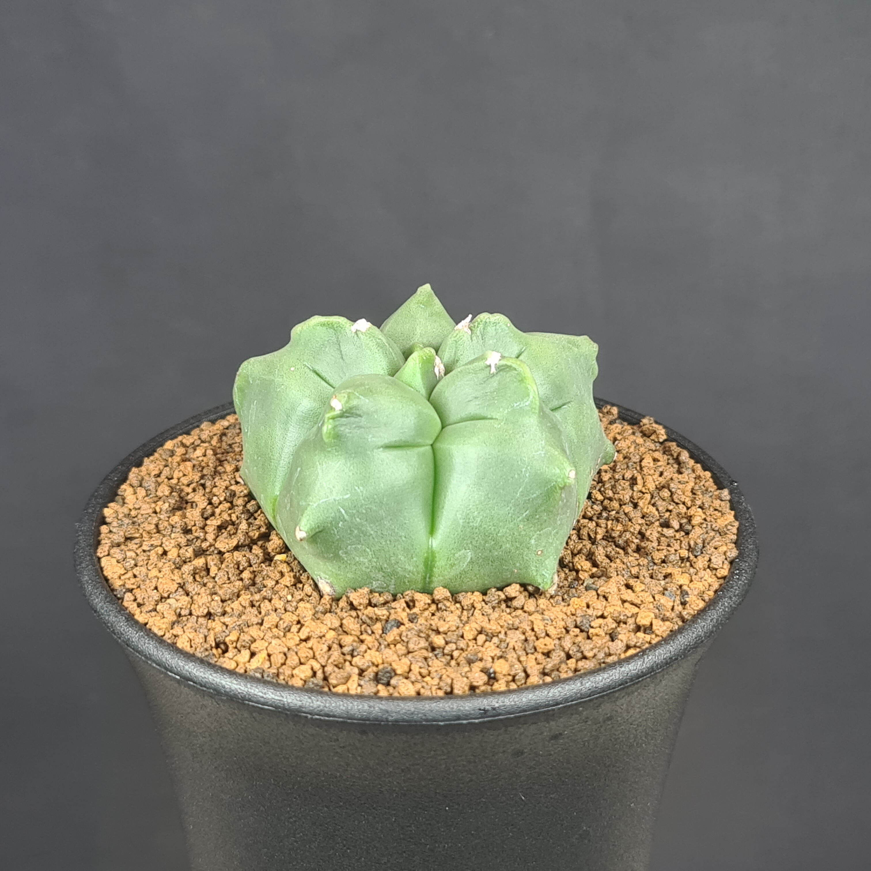 楽天市場】アストロフィツム・亀甲碧瑠璃鸞鳳玉 9cm鉢 カクタス長田