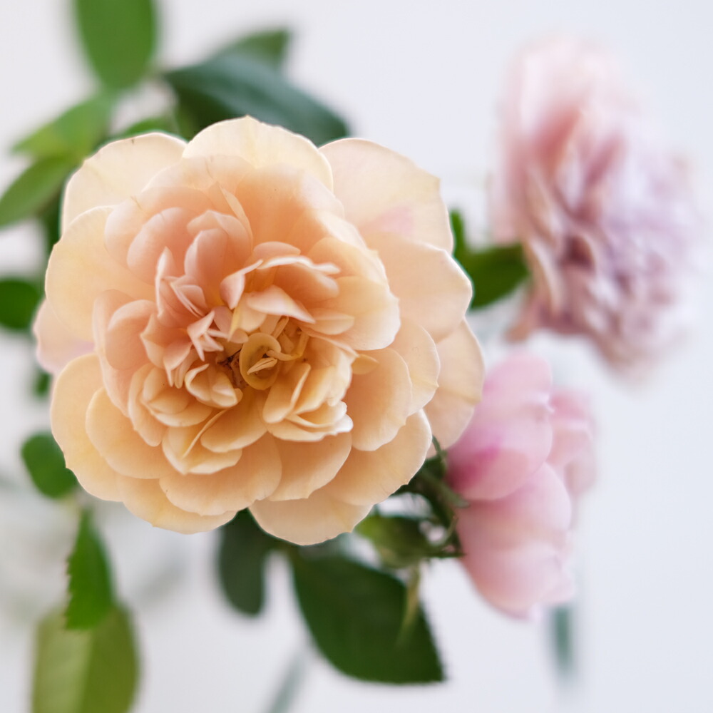 楽天市場】薔薇 苗 四季咲き中輪B 2年生 接ぎ木苗 【 2個セット