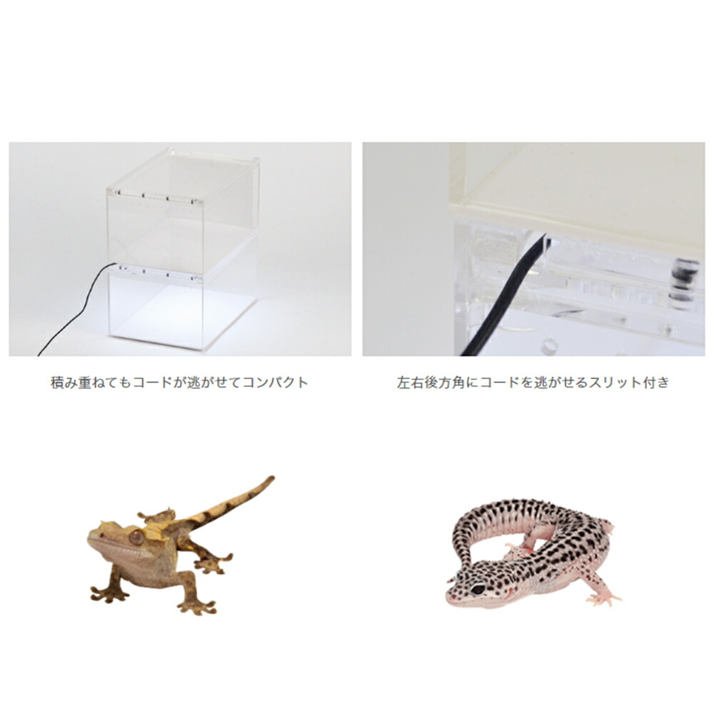 楽天市場】爬虫類ケージ 三晃商会 レプタイルボックス 爬虫類 ケージ