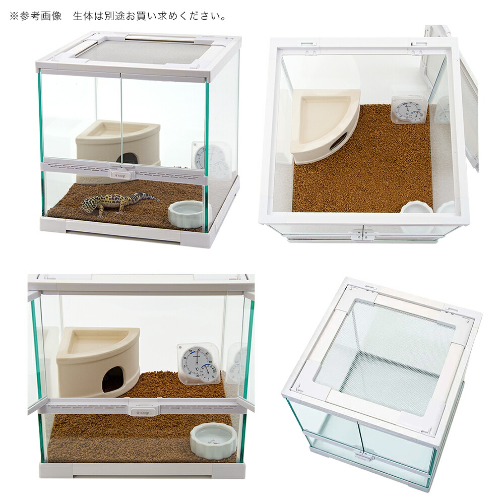 楽天市場】ヒョウモントカゲモドキ 飼育セット レオパ お一人様2点