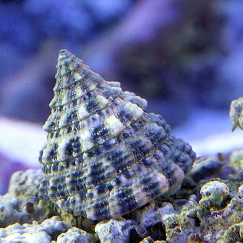 楽天市場】（海水魚）貝 ターボスネール コケの掃除（6匹） 北海道