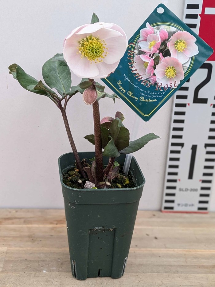 楽天市場】クリスマスローズ ピンクニゲル フルール・ド・ノエル 3年生