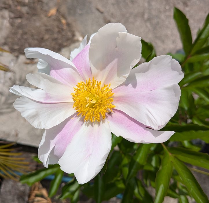 12号帆布 広形（ひろなり）もんぺ／芍薬（しゃくやく） 12号帆布 広形