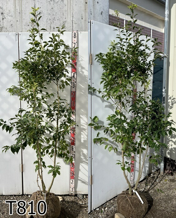 楽天市場】【現品発送】ソヨゴ 株立ち 雌株(メス株) 樹高1.7m