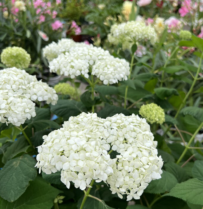 楽天市場】【屋外管理苗】アジサイ（紫陽花・あじさい） ライアン