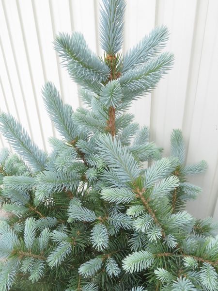 ブンゲンストウヒ スーパーブルー 特大苗木最高等級極上品‼️ 希少品種