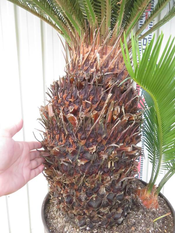 楽天市場】【現品発送】ソテツ（蘇鉄) 大株 幹太 12号フレグラー鉢植え