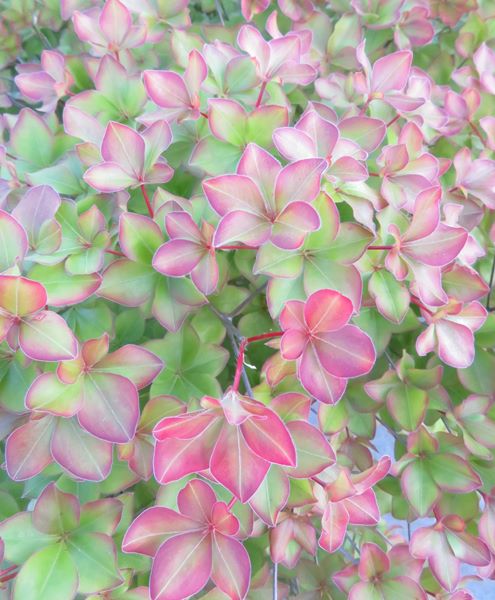 楽天市場】【現品】シロヤシオツツジ（白八汐）大株 W90cm×D60cm×H90cm