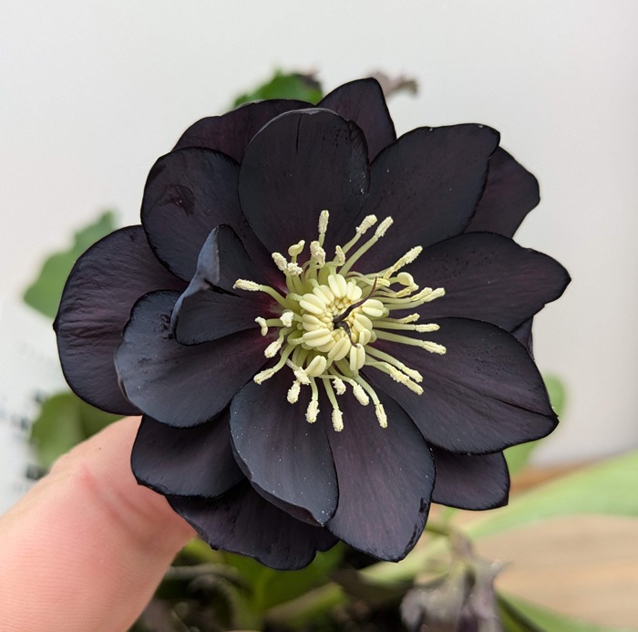 楽天市場】【現品】クリスマスローズ ダブル咲き ブラック系 3.5号