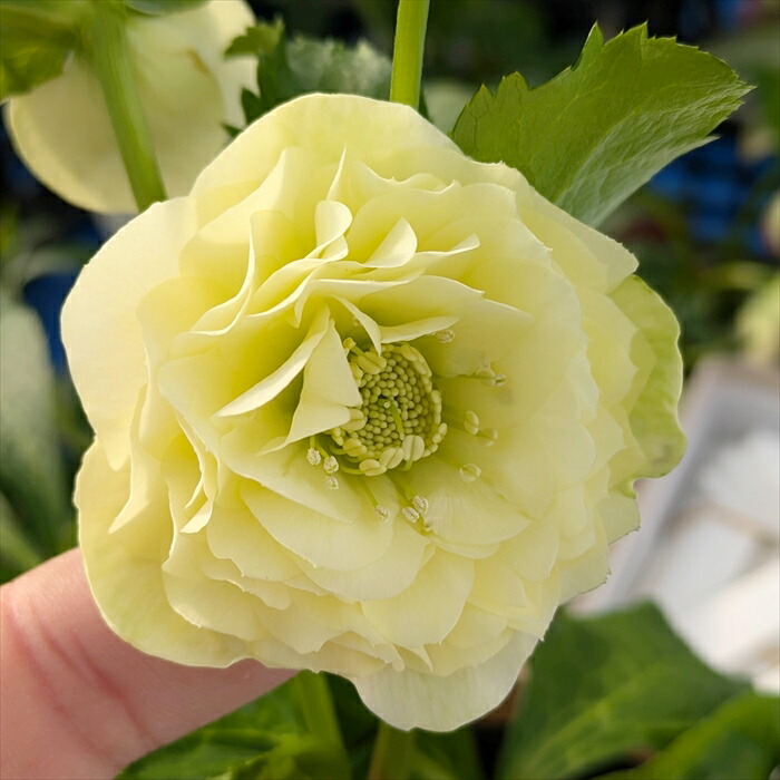 楽天市場】【現品】クリスマスローズ 多弁ダブル咲き イエロー系 5号