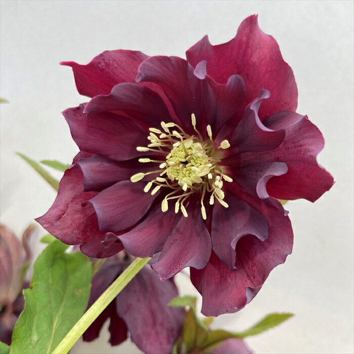 楽天市場】【現品】クリスマスローズ ダブル咲き パープル系 6号鉢植え