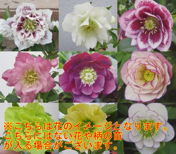 楽天市場】クリスマスローズ【八重開花株3株セット】4号以上【花色