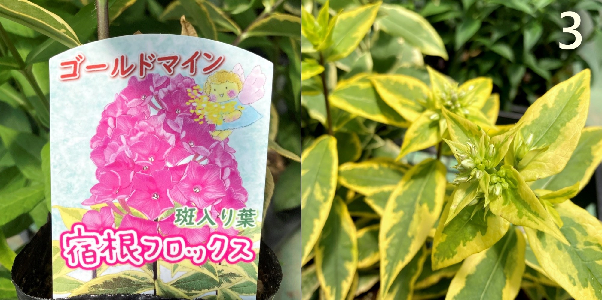 楽天市場】【品種で選ぶ】宿根フロックス 3.5号～4号苗 : 千草園芸