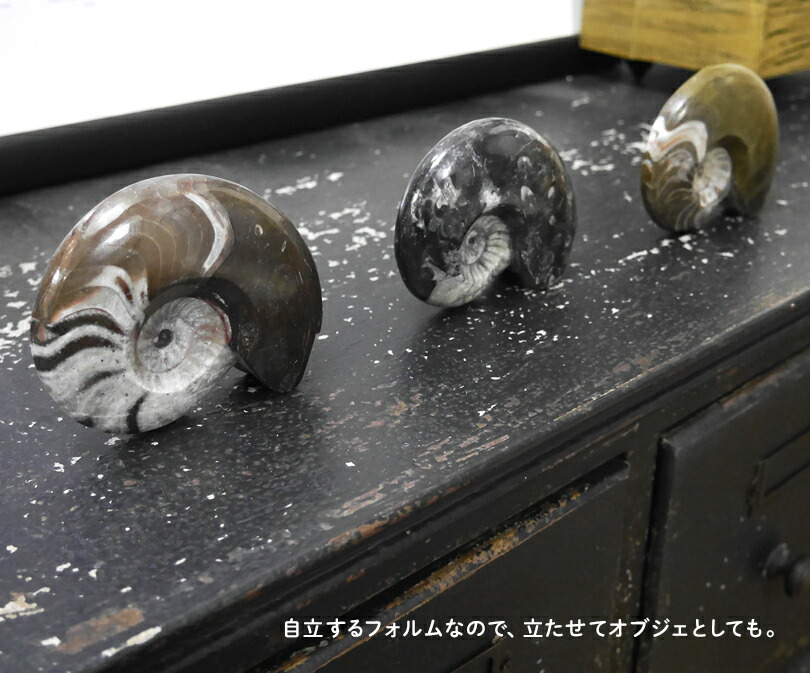 楽天市場】Lサイズ 【化石ペーパーウェイト】アンモナイト 大理石 文鎮