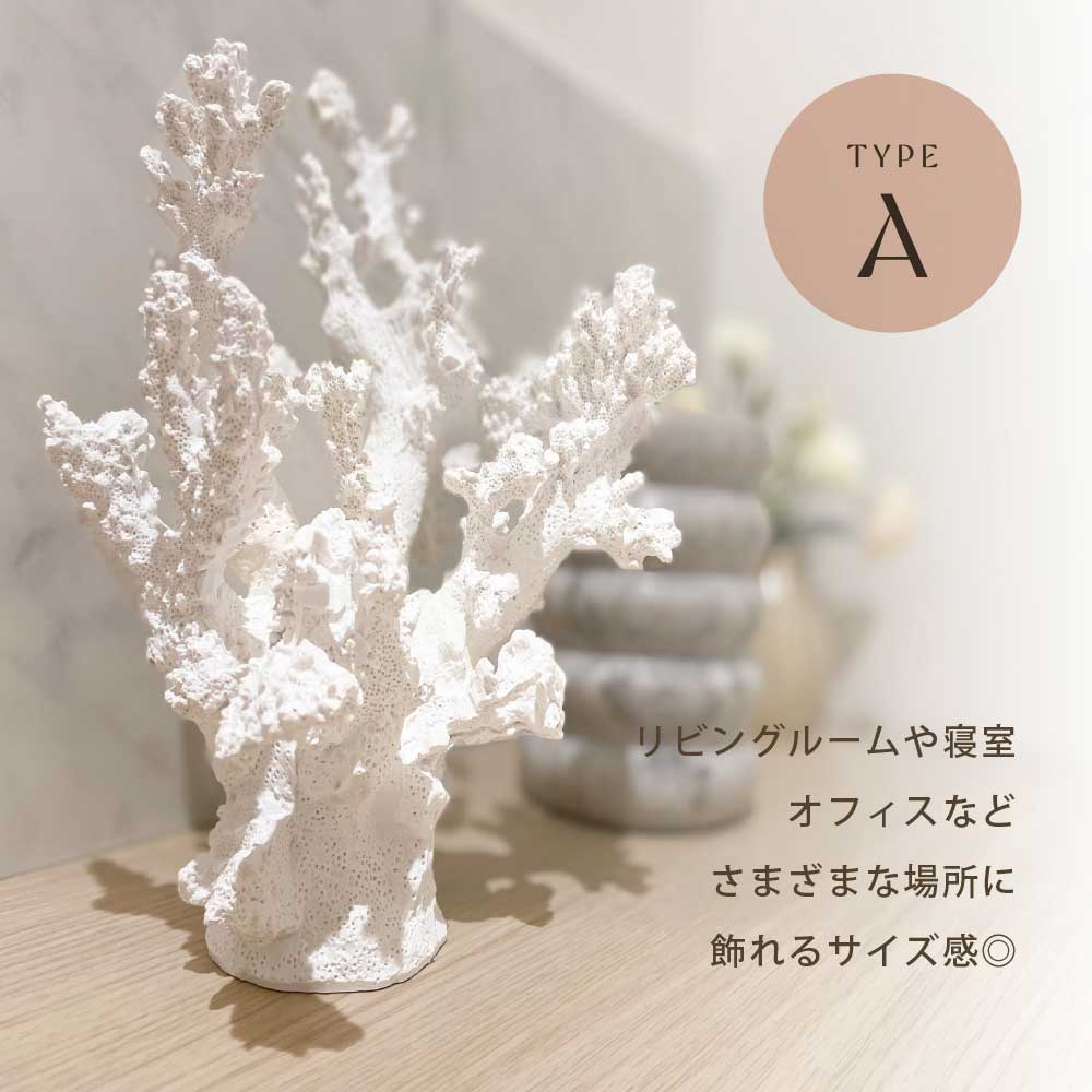 楽天市場】【限定入荷】Coast to Coast オーストラリア直輸入 サンゴ