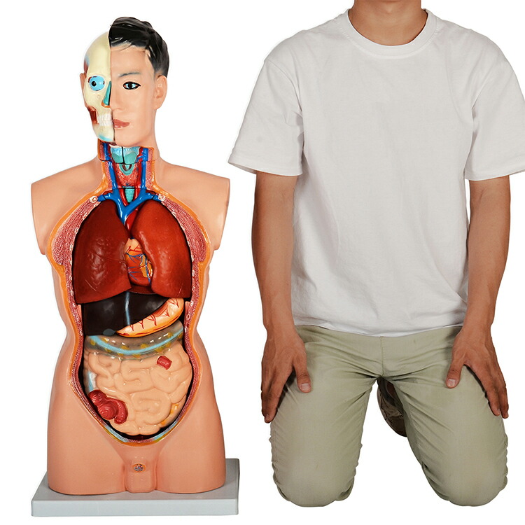 楽天市場】内臓人体模型男性85cmGX-201パーツ取り外し可内臓模型