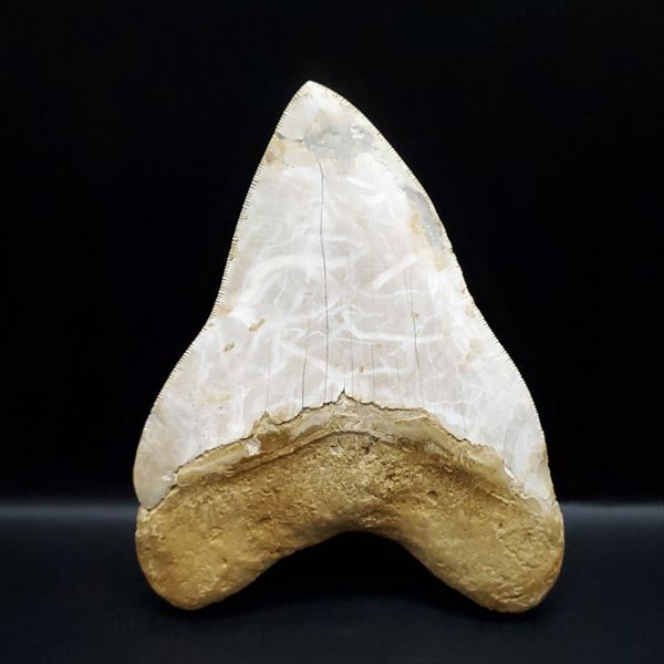 楽天市場】【送料無料】【メガロドン /化石/歯/恐竜】極上 メガロドン