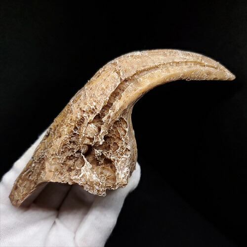 楽天市場】【送料無料】【アロサウルス /恐竜/化石】 アロサウルス 爪