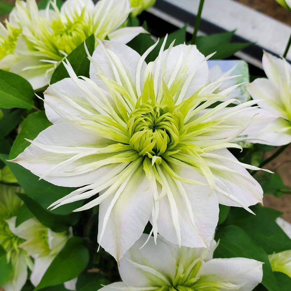 楽天市場】母の日 クレマチス 鉢植え 花 「八重咲きクレマチス華川」 5