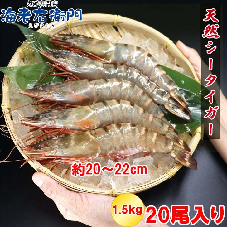 楽天市場】【当店直輸入！】超超特大！天然有頭シータイガー えび 1.5
