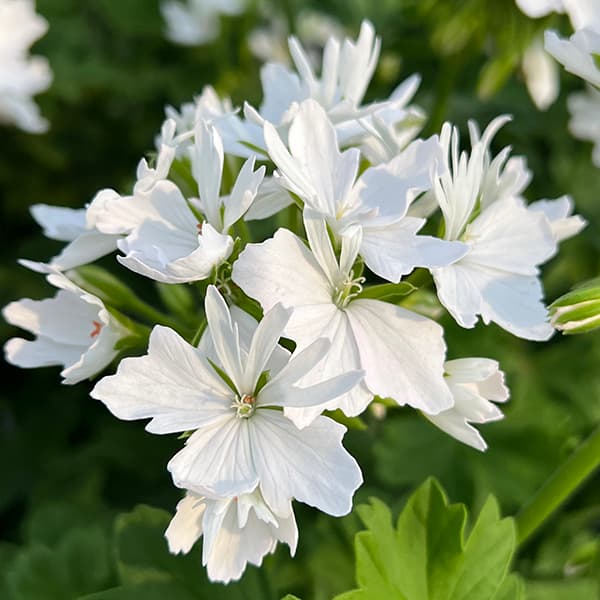 楽天市場】ゼラニウム チューリップの通販