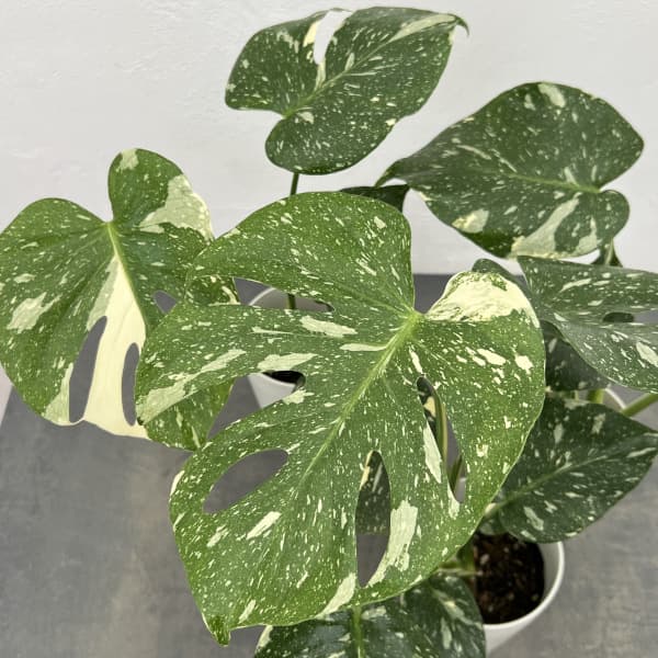 楽天市場】観葉植物/モンステラ：タイコンステレーション（散斑）4号鉢