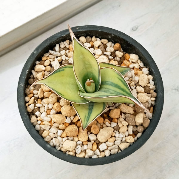 楽天市場】観葉植物/サンセベリア：ピングイキュラ バリエガータ（斑入