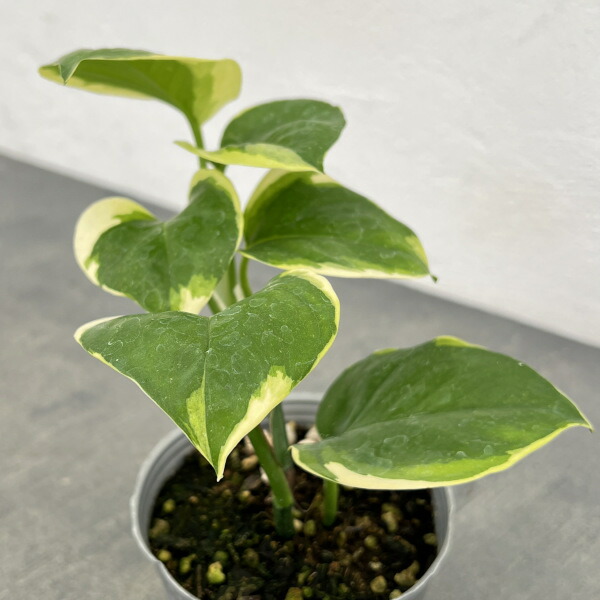 楽天市場】観葉植物/ポトス：AWドリーム 3号ポット : 園芸ネット プラス