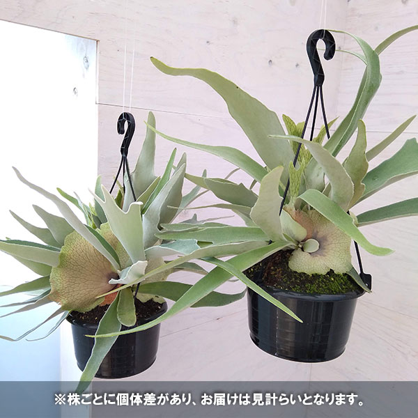 楽天市場】観葉植物/[ザ・ファームセレクト]ビカクシダ（コウモリラン