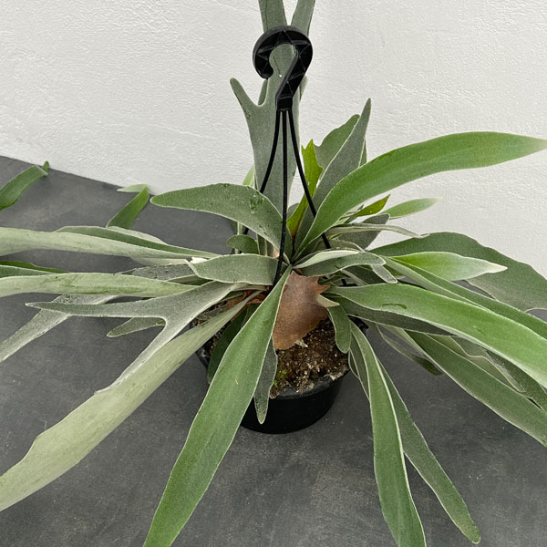 楽天市場】観葉植物/[ザ・ファームセレクト]ビカクシダ（コウモリラン