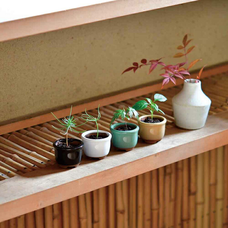 楽天市場】HACO MAME 盆栽栽培セット GD-96501 GD-96502 GD-96504栽培