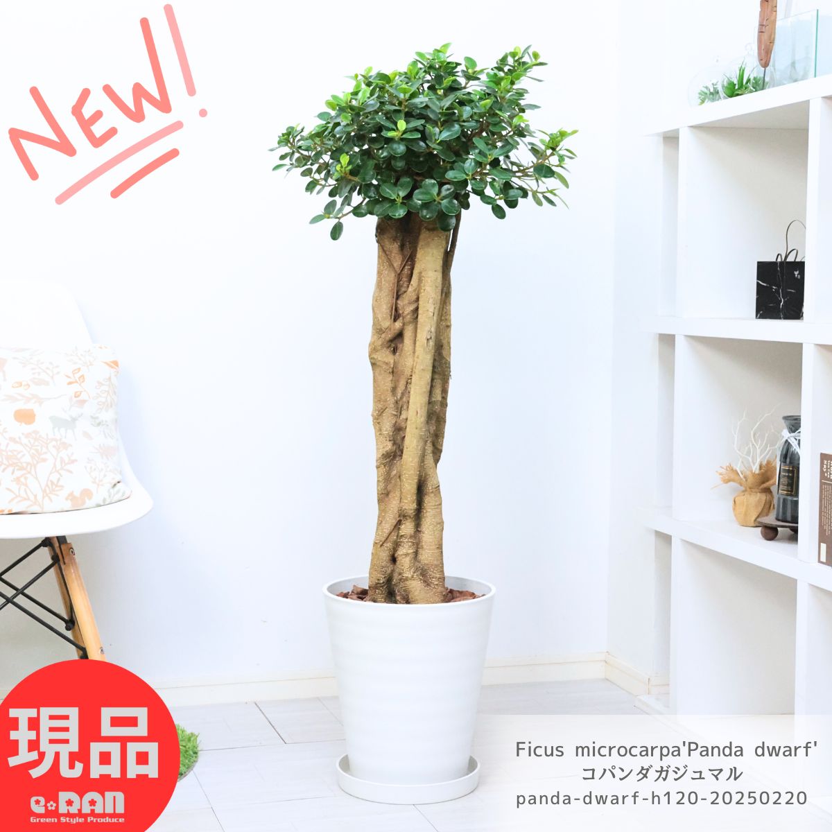 楽天市場】＼ポイント5倍／観葉植物 希少種 コパンダガジュマル 高さ約